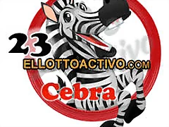 cebra