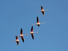 Sigean 26-12-11 820 Sigean 26-12-11 820