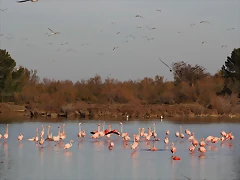 Sigean 26-12-11 1021 Sigean 26-12-11 1021