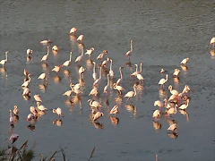 Sigean 26-12-11 1120 Sigean 26-12-11 1120