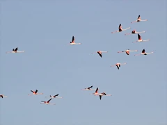 Sigean 26-12-11 807 Sigean 26-12-11 807