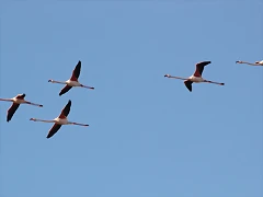 Sigean 26-12-11 829 Sigean 26-12-11 829