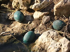 Sigean 26-12-11 741 Sigean 26-12-11 741