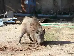 analizando el terreno