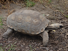 Geochelone denticulata 2 (1-10-23 Zoo de Quito) Geochelone denticulata 2 (1-10-23 Zoo de Quito)
