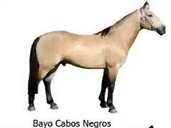 1 Bayo Cabos Negros