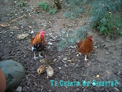 DISNEY 2004 202