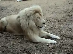 Le?n blanco. (Panthera leo krugeri)