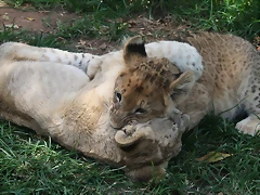 Lion Park 7-03-09 018 Lion Park 7-03-09 018