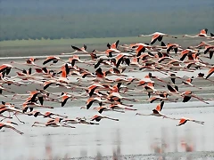 lugares-donde-habitan-flamencos