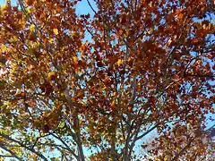 Platanus occidentalis-SAM_3247