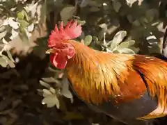 4779610-close-up-of-silvestre-gallo-plumas-con-orange