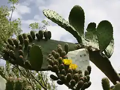 Copia chumbos en flor