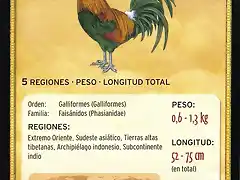 gallo rojo