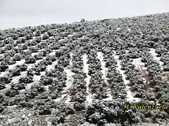 20, olivares en los plantos, marca