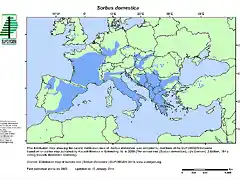 Sorbus_domestica