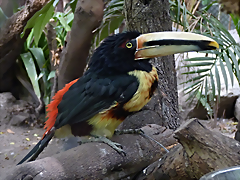 Pteroglossus torquatus (1-10-23 Zoo de Quito, det yo) Pteroglossus torquatus (1-10-23 Zoo de Quito, det yo)