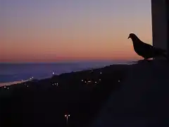 PALOMA OBSERVANDO EL ATARDECER EN NECO