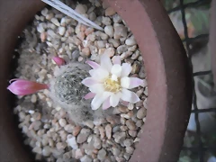 SAM_1345 SAM_1345