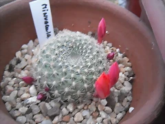 SAM_1346 SAM_1346