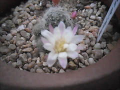 SAM_1344 SAM_1344
