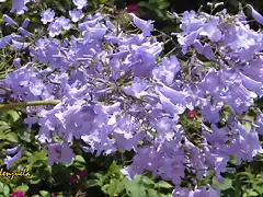 06, flor de la jacaranda, marca 2