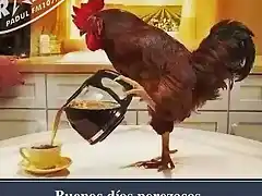 gallo sirve el café