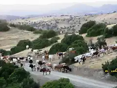 22, LAS VACAS HACIA LA CARNICERA, MARCA