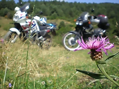P8110015 P8110015