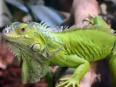 iguana