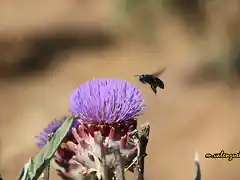 14, aterrizando, marca