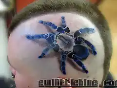 Cobalt_Blue_Spider_by_EvilLittleBlue