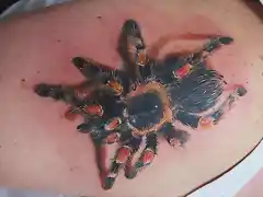 awesome-tarantula