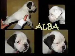 alba presentacion