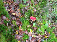 DSCN5781 DSCN5781