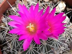 Gymnocactus beneckei