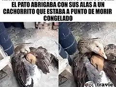 PatocuidandoCachorrito2019