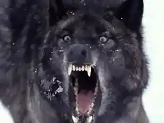 BLACK_WOLF_