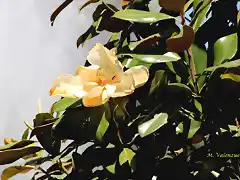 04, magnolio, flor 2, marca2