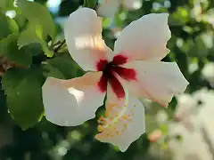11. -Hibiscus rosa-sinensis- Paco Pérez