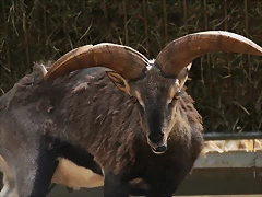 Zoo Lunaret + Sigean 18 i 19-09-10 256 Zoo Lunaret + Sigean 18 i 19-09-10 256