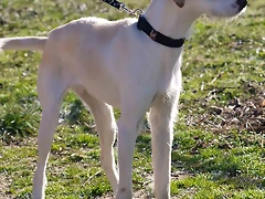 feli6 feli6