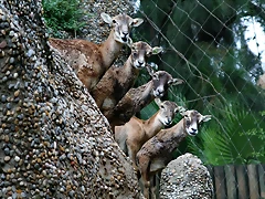 Zoo de Barcelona 09-06-11 i 10-06-11 494 Zoo de Barcelona 09-06-11 i 10-06-11 494