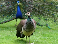 Zoo de Barcelona 09-06-11 i 10-06-11 014