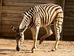 Zoo de Barcelona 09-06-11 i 10-06-11 715 Zoo de Barcelona 09-06-11 i 10-06-11 715