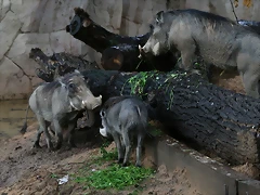 Zoo de Barcelona 09-06-11 i 10-06-11 302 Zoo de Barcelona 09-06-11 i 10-06-11 302