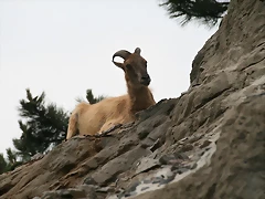 Zoo Hamburgo 17-06-11 1771 Zoo Hamburgo 17-06-11 1771