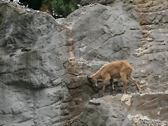 Zoo Hamburgo 17-06-11 1821 Zoo Hamburgo 17-06-11 1821