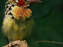 Zoo Hamburgo 17-06-11 1423 Zoo Hamburgo 17-06-11 1423