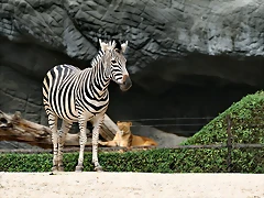 Zoo Hamburgo 17-06-11 1640 Zoo Hamburgo 17-06-11 1640